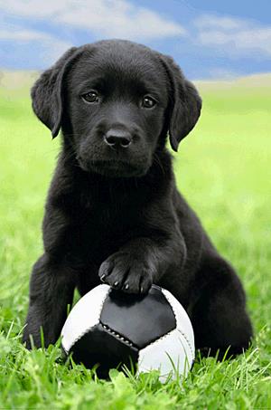 Poszter - Dog - Labrador Football A113/49