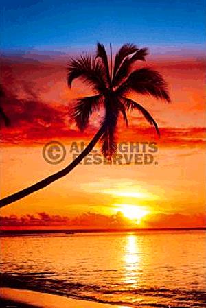 Poszter - Sun Set - Palm Tree A113/53