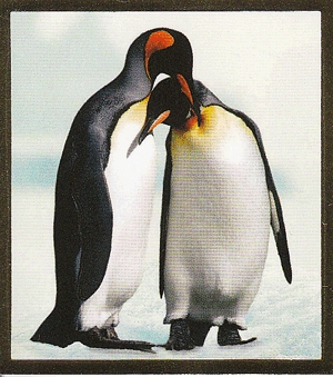 Pingvin Pár - Mágneses könyvjelző