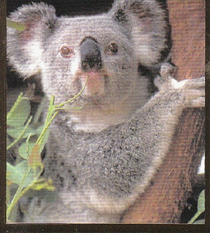 Koala - Mágneses könyvjelző