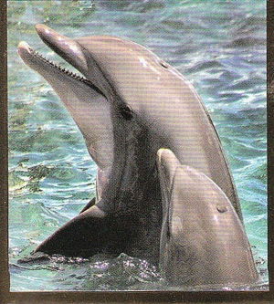 Delfincsalád - Mágneses könyvjelző
