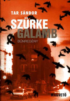 Szürke galamb