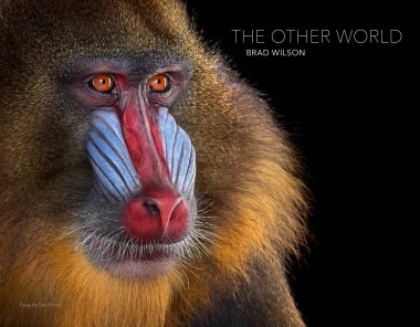 The Other World: Animal Portraits