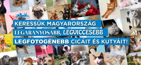 Keressük Magyarország legaranyosabb, legviccesebb, legfotogénebb cicáit és kutyáit!