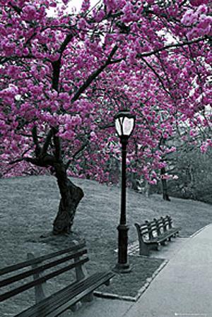 Poszter - Central Park - blossom A113/39